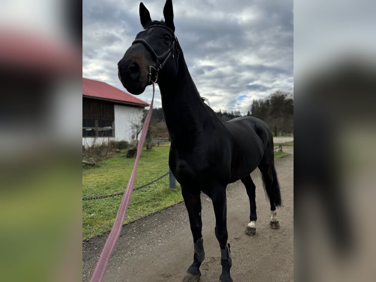 Belgijski koń gorącokrwisty Wałach 13 lat 173 cm Ciemnogniada in Klagenfurt