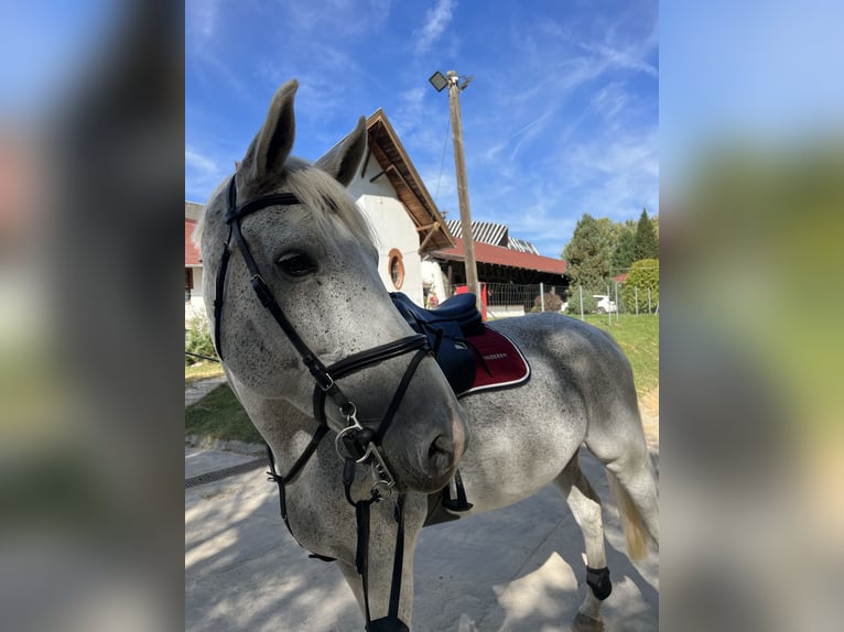 Belgijski koń gorącokrwisty Wałach 13 lat 178 cm Siwa w hreczce in Tabajd