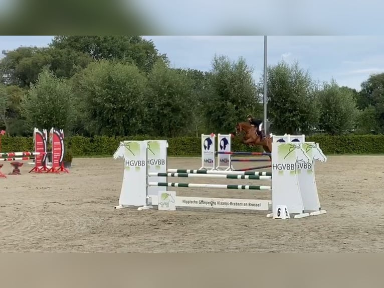 Belgijski koń gorącokrwisty Wałach 14 lat 167 cm Kasztanowata in &#39;S Gravenwezel