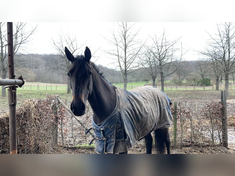 Belgijski koń gorącokrwisty Wałach 14 lat 168 cm Kara in Ulestraten