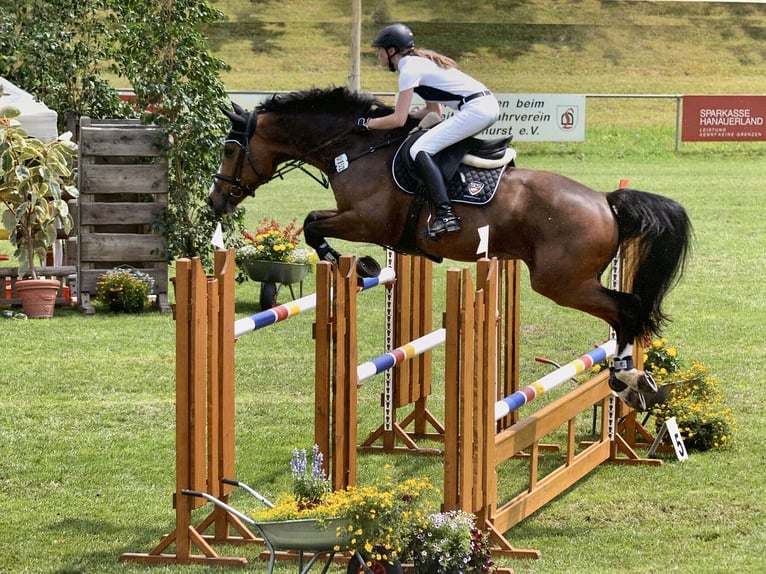 Belgijski koń gorącokrwisty Wałach 14 lat 170 cm Ciemnogniada in Fluorn-Winzeln