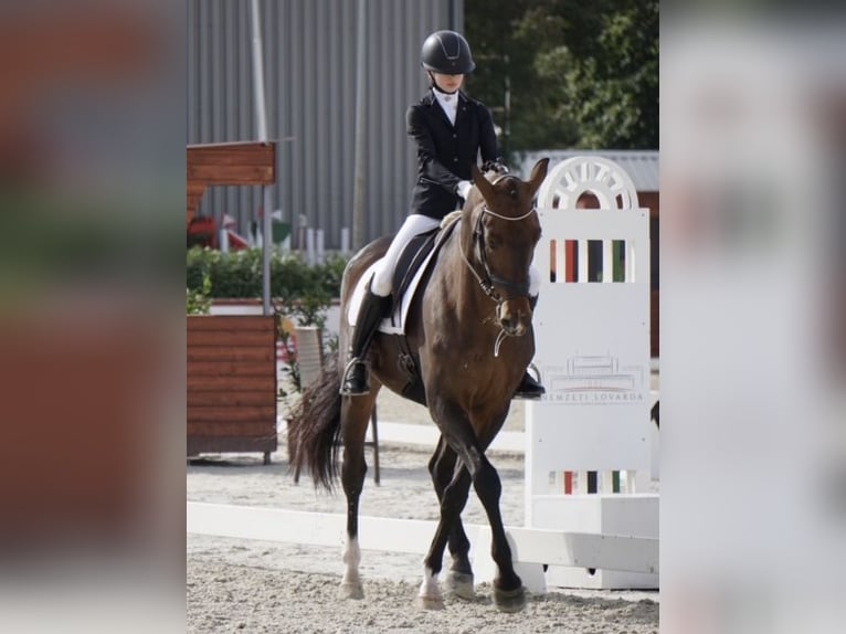 Belgijski koń gorącokrwisty Wałach 14 lat 170 cm Gniada in Monor