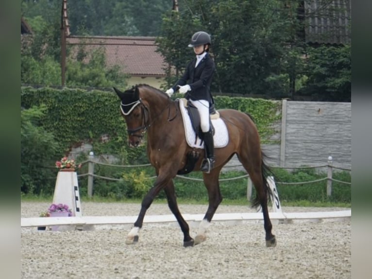 Belgijski koń gorącokrwisty Wałach 14 lat 170 cm Gniada in Monor