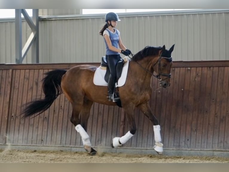 Belgijski koń gorącokrwisty Wałach 14 lat 170 cm Gniada in Monor