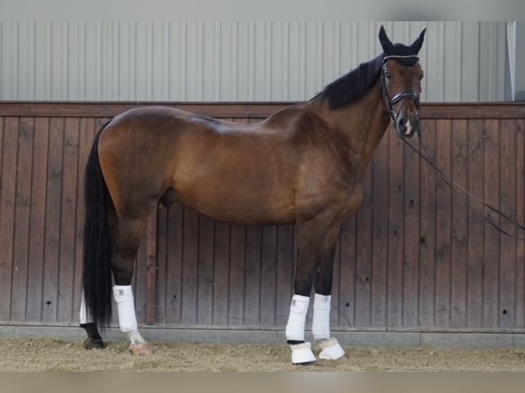 Belgijski koń gorącokrwisty Wałach 14 lat 170 cm Gniada in Monor