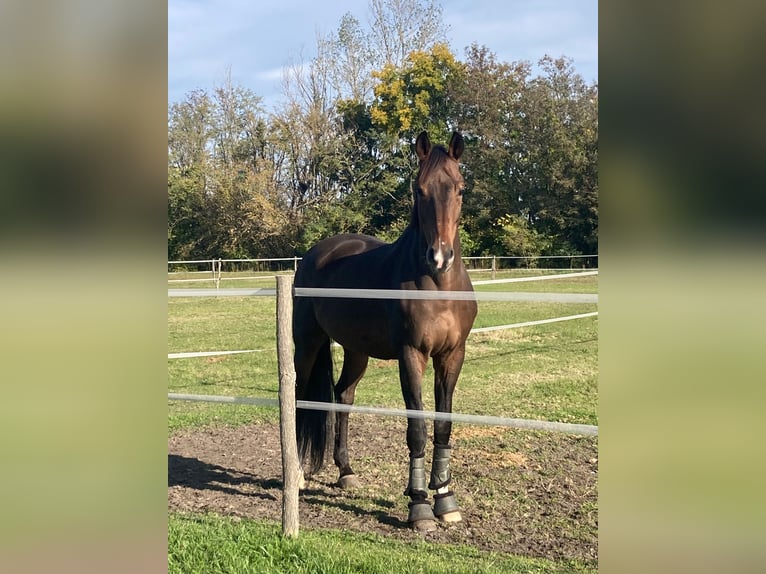 Belgijski koń gorącokrwisty Wałach 14 lat 170 cm Gniada in Monor