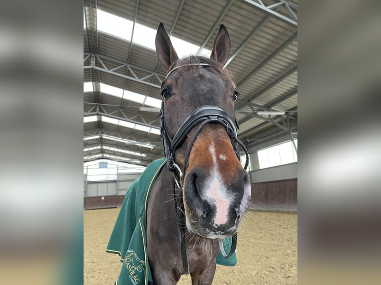 Belgijski koń gorącokrwisty Wałach 14 lat 170 cm Gniada in Monor