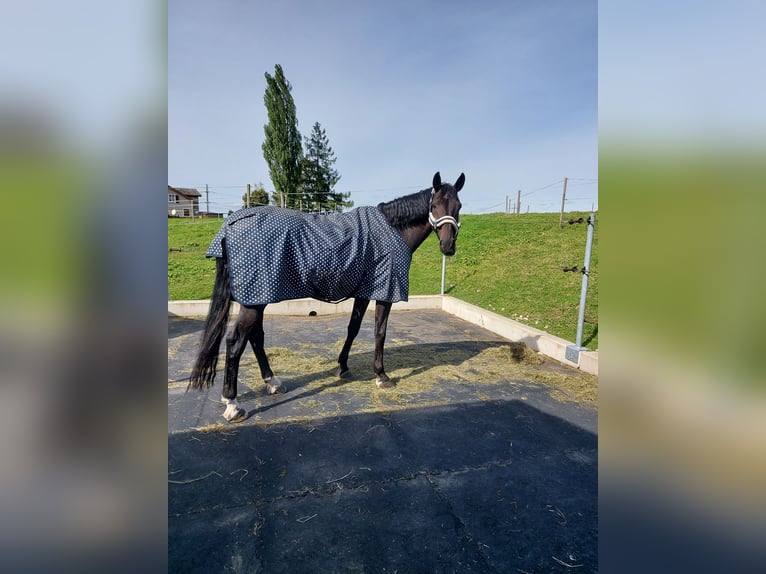 Belgijski koń gorącokrwisty Wałach 14 lat in Gossau SG