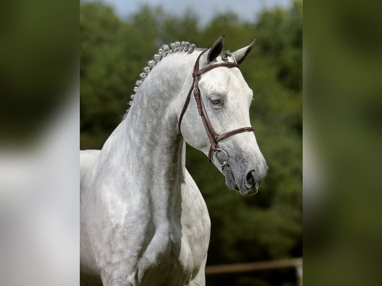 Belgijski koń gorącokrwisty Wałach 15 lat 163 cm Siwa in Penzance