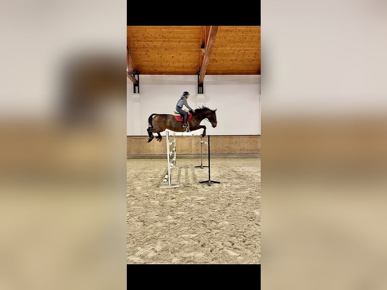 Belgijski koń gorącokrwisty Wałach 15 lat 173 cm Ciemnogniada in Czechowice-Dziedzice
