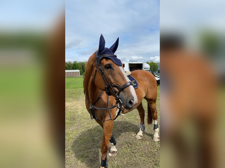 Belgijski koń gorącokrwisty Wałach 15 lat 178 cm Kasztanowata in Büren an der Aare