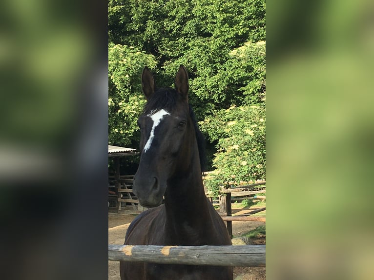 Belgijski koń gorącokrwisty Wałach 16 lat 165 cm Ciemnogniada in Hammerteich