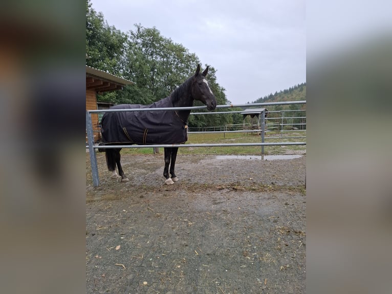 Belgijski koń gorącokrwisty Wałach 16 lat 165 cm Ciemnogniada in Hammerteich