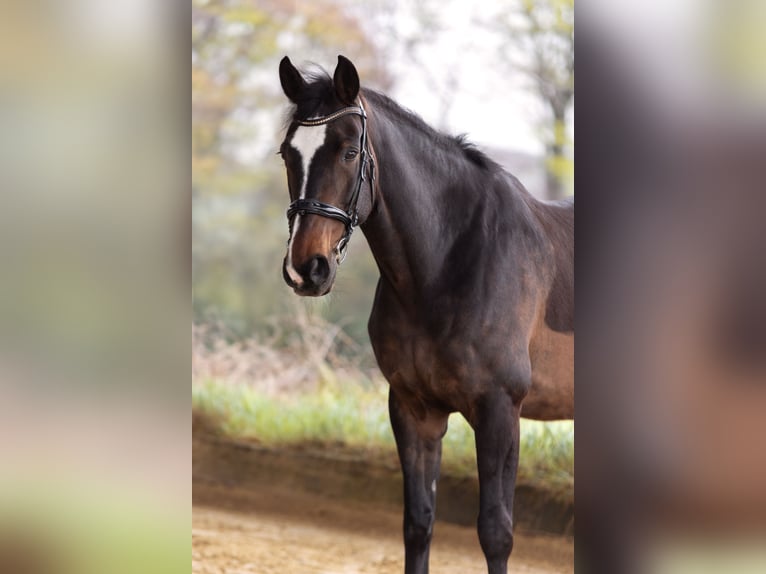 Belgijski koń gorącokrwisty Wałach 16 lat 172 cm Gniada in Essen