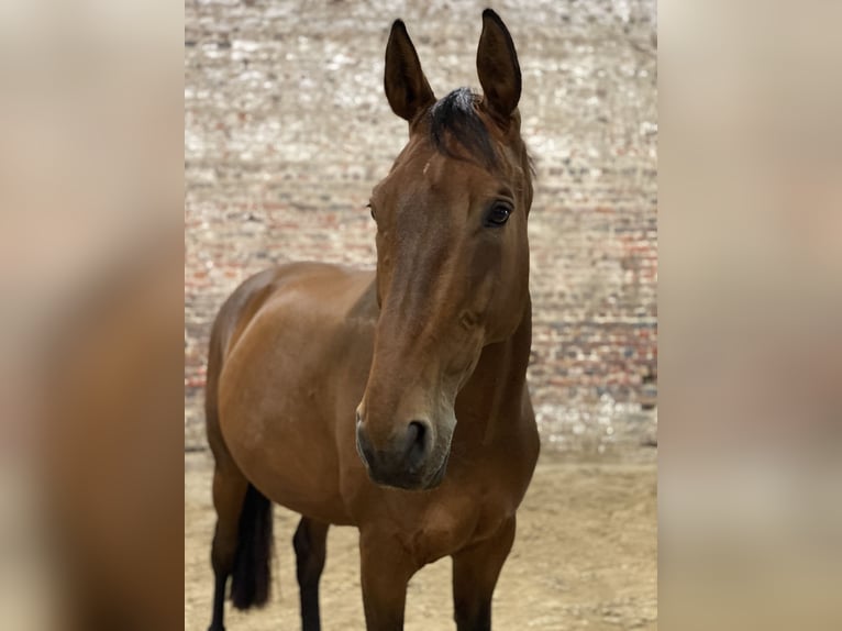 Belgijski koń gorącokrwisty Wałach 16 lat 174 cm in Elsdorf