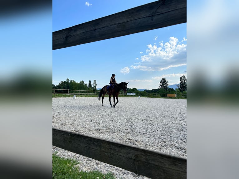 Belgijski koń gorącokrwisty Wałach 16 lat 176 cm Ciemnogniada in Chevry