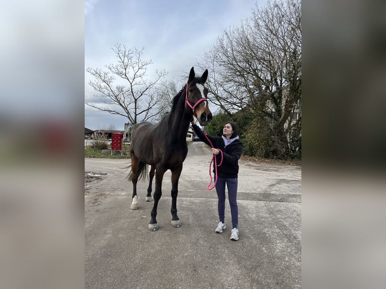 Belgijski koń gorącokrwisty Wałach 16 lat 176 cm Ciemnogniada in Chevry