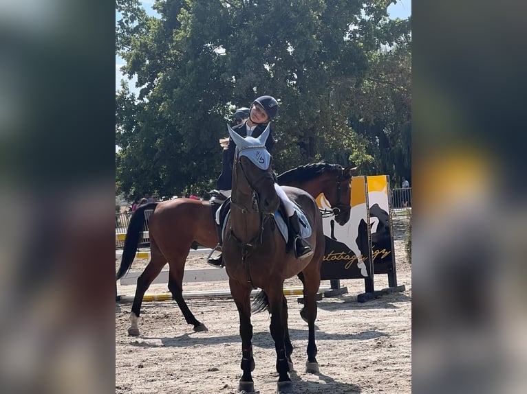 Belgijski koń gorącokrwisty Wałach 16 lat Gniada in Mályi