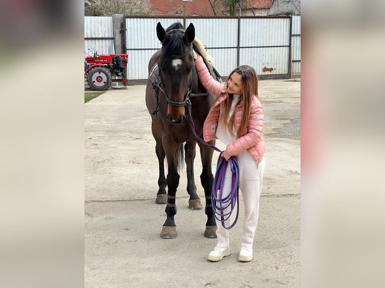 Belgijski koń gorącokrwisty Wałach 16 lat Gniada in Mályi