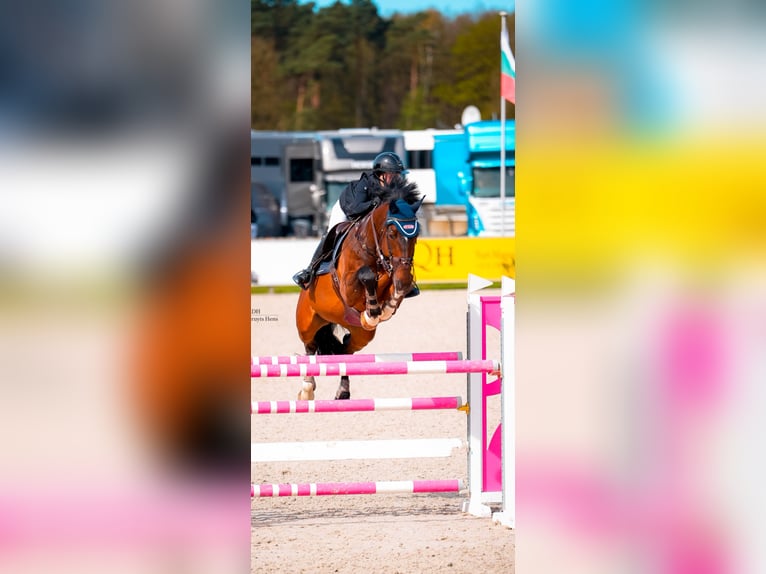 Belgijski koń gorącokrwisty Wałach 17 lat 172 cm Gniada in WietzeWietze