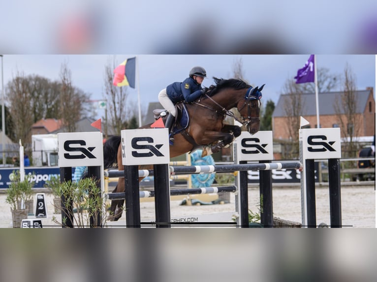 Belgijski koń gorącokrwisty Wałach 17 lat 172 cm Gniada in WietzeWietze