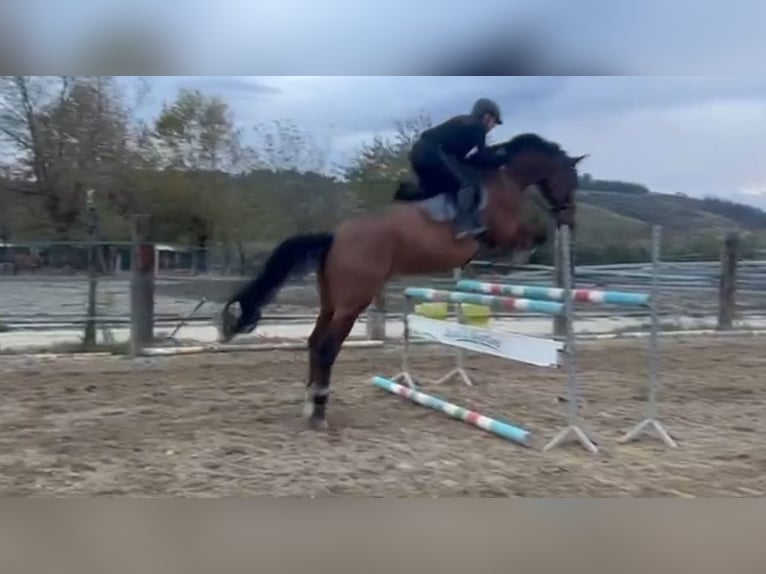 Belgijski koń gorącokrwisty Wałach 17 lat 173 cm Gniada in Rimini