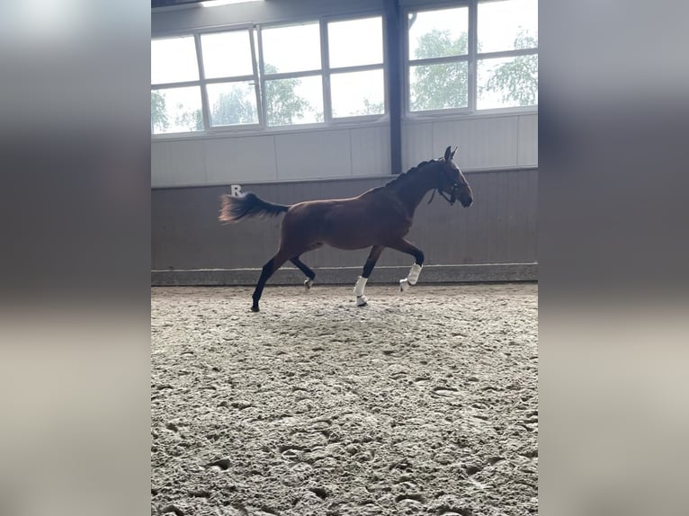 Belgijski koń gorącokrwisty Wałach 1 Rok 170 cm Gniada in Kalfort