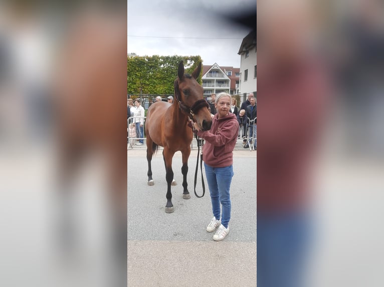 Belgijski koń gorącokrwisty Wałach 1 Rok 170 cm Gniada in Kalfort