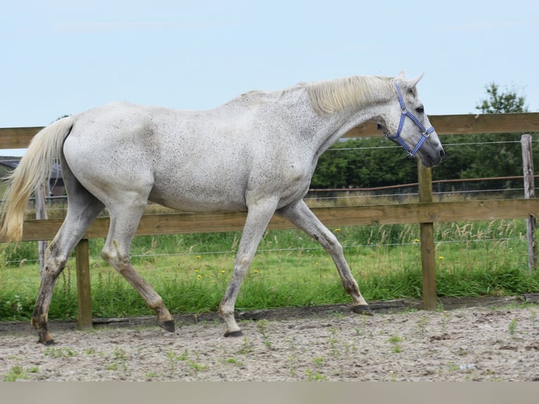 Belgijski koń gorącokrwisty Wałach 21 lat 168 cm Siwa in Achtmaal