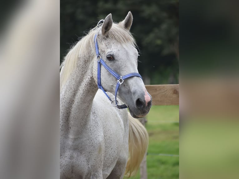 Belgijski koń gorącokrwisty Wałach 21 lat 168 cm Siwa in Achtmaal