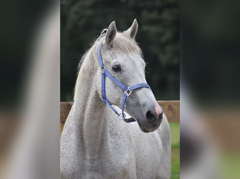 Belgijski koń gorącokrwisty Wałach 21 lat 168 cm Siwa in Achtmaal