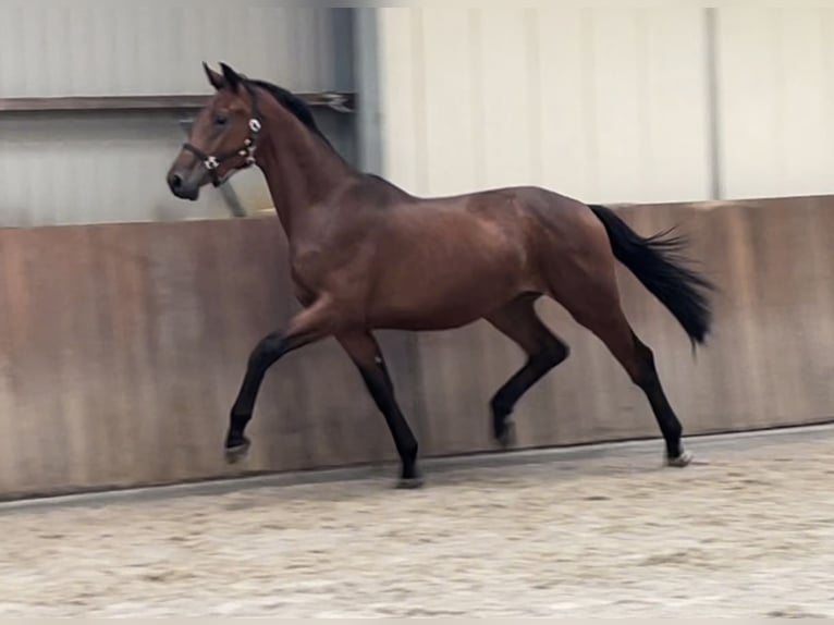 Belgijski koń gorącokrwisty Wałach 2 lat 166 cm Gniada in Zieuwent