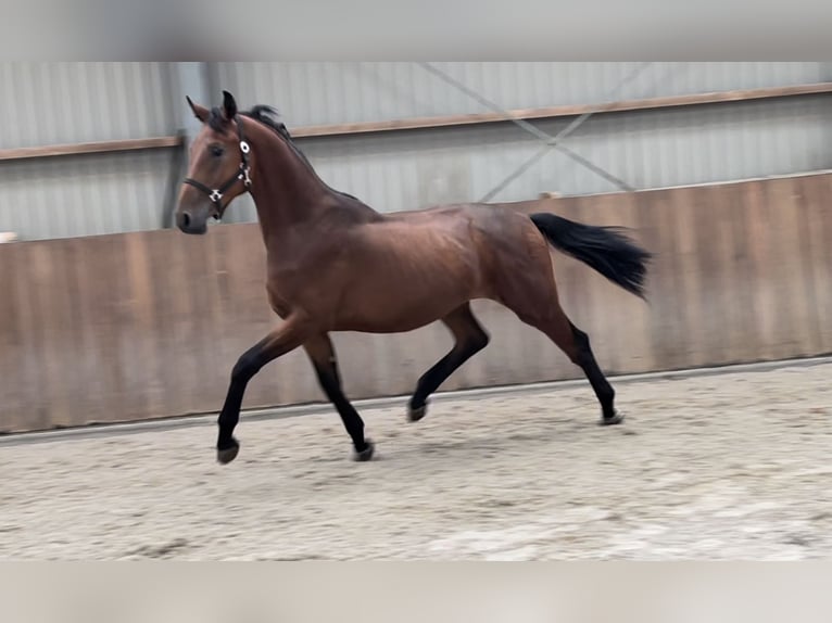 Belgijski koń gorącokrwisty Wałach 2 lat 166 cm Gniada in Zieuwent