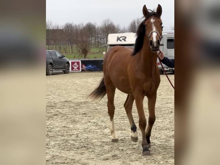 Belgijski koń gorącokrwisty Wałach 2 lat in Nevele