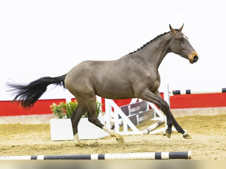 Belgijski koń gorącokrwisty Wałach 3 lat 160 cm Gniada in Waddinxveen