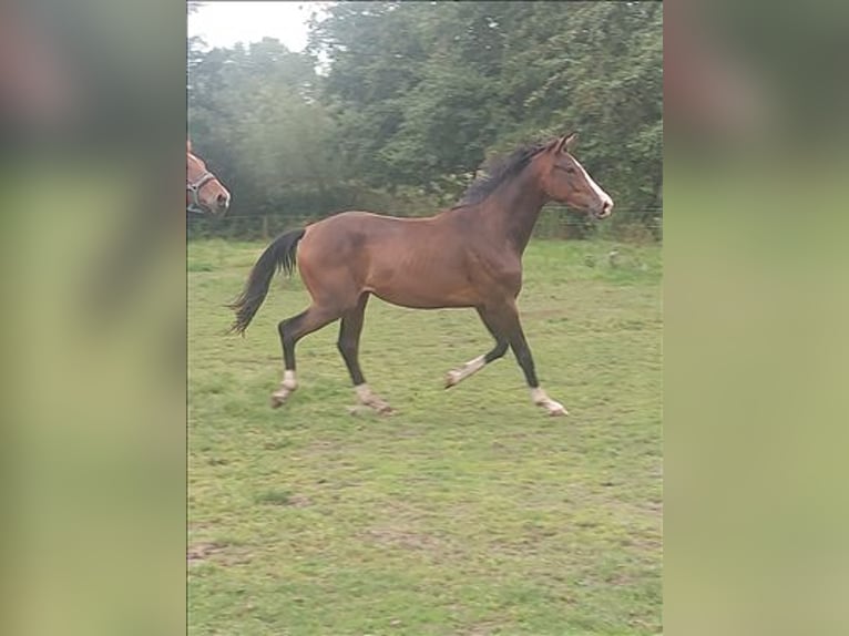 Belgijski koń gorącokrwisty Wałach 3 lat 164 cm Ciemnogniada in Waarschoot