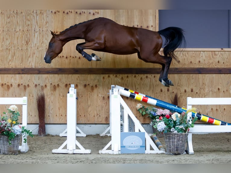 Belgijski koń gorącokrwisty Wałach 3 lat 164 cm Gniada in Kinrooi