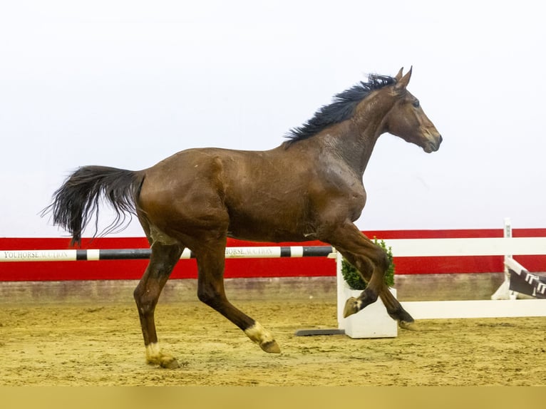 Belgijski koń gorącokrwisty Wałach 3 lat 165 cm Gniada in Waddinxveen