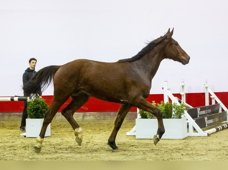 Belgijski koń gorącokrwisty Wałach 3 lat 165 cm Gniada in Waddinxveen