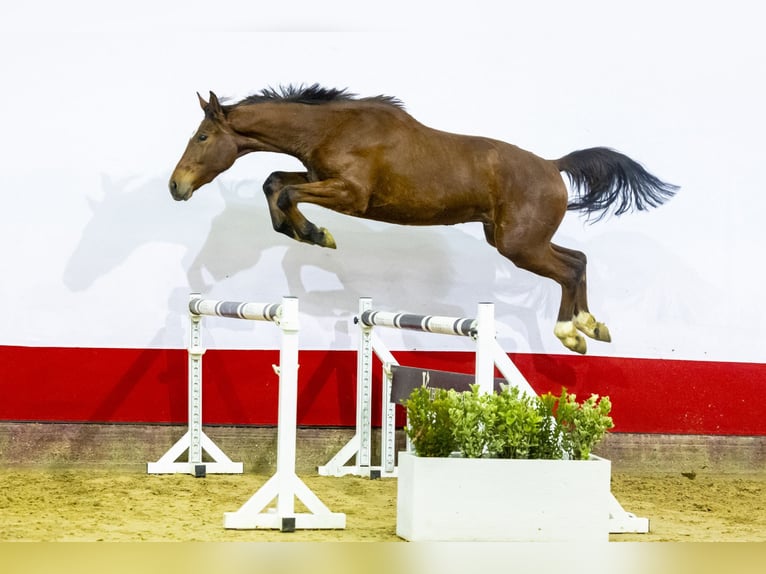 Belgijski koń gorącokrwisty Wałach 3 lat 165 cm Gniada in Waddinxveen