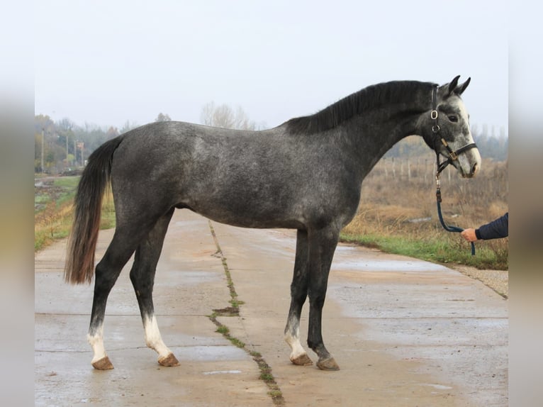 Belgijski koń gorącokrwisty Wałach 3 lat 166 cm Siwa in Hannover