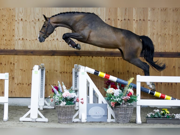 Belgijski koń gorącokrwisty Wałach 3 lat 167 cm Gniada in Kinrooi