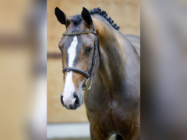 Belgijski koń gorącokrwisty Wałach 3 lat 167 cm Gniada in Kinrooi