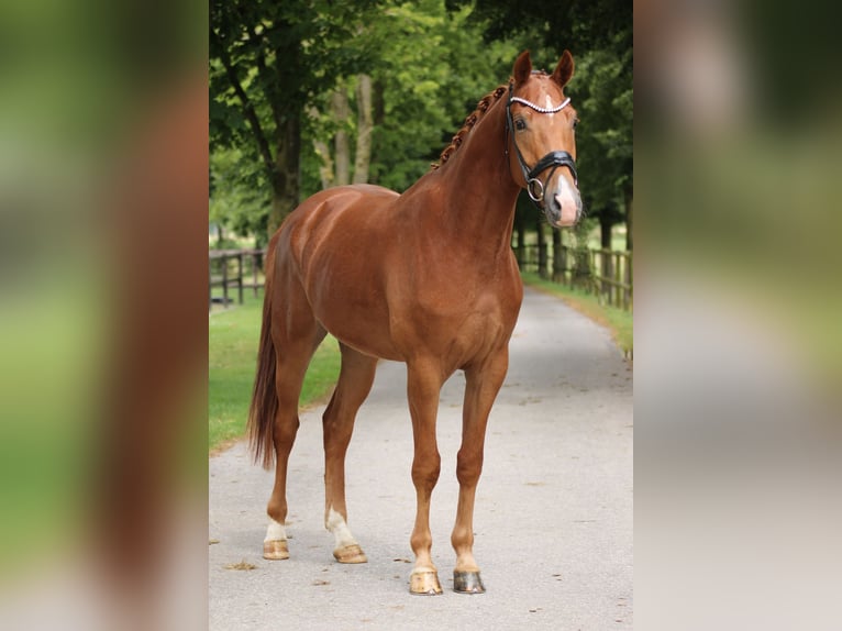 Belgijski koń gorącokrwisty Wałach 3 lat 167 cm in Xanten