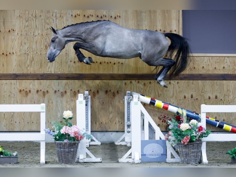 Belgijski koń gorącokrwisty Wałach 3 lat 167 cm Siwa in Kinrooi