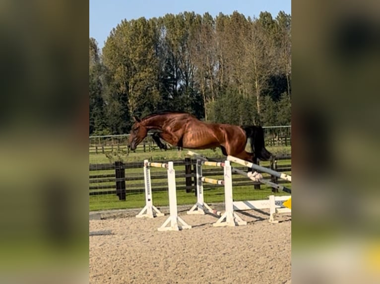 Belgijski koń gorącokrwisty Wałach 3 lat 168 cm Gniada in Sint-Katherina-Lombeek