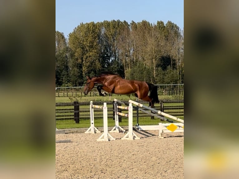 Belgijski koń gorącokrwisty Wałach 3 lat 168 cm Gniada in Sint-Katherina-Lombeek