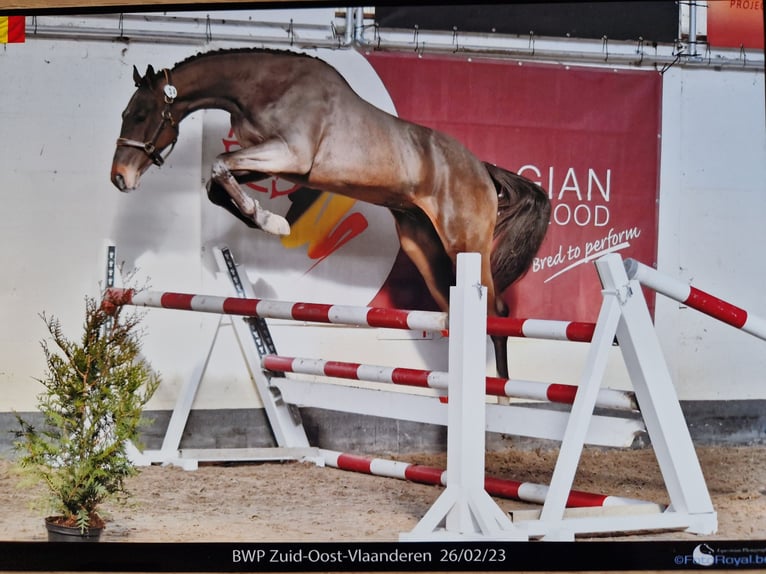 Belgijski koń gorącokrwisty Wałach 3 lat 170 cm Ciemnogniada in Houtave