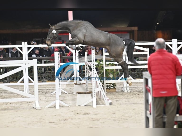Belgijski koń gorącokrwisty Wałach 3 lat 170 cm Ciemnogniada in Houtave