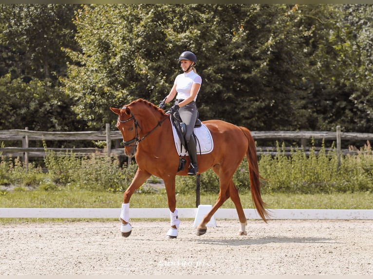 Belgijski koń gorącokrwisty Wałach 3 lat 172 cm Kasztanowata in Laakdal